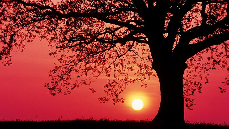 tree silhouette, sunset, trees, grass, red sky HD wallpaper