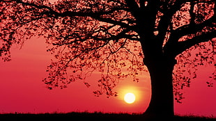tree silhouette, sunset, trees, grass, red sky