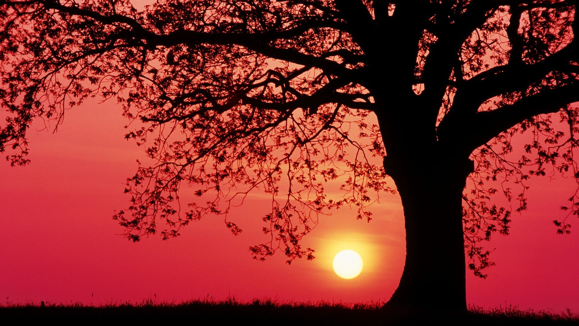 tree silhouette, sunset, trees, grass, red sky