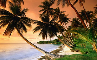 green coconut trees, nature, sunset, tropical, palm trees