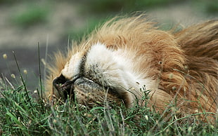 brown lion on grass