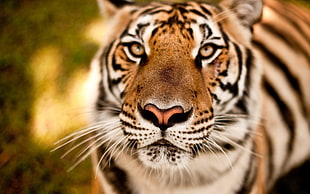 Focus photograph of tiger HD wallpaper