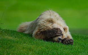 white and black bear lying down on green grass field