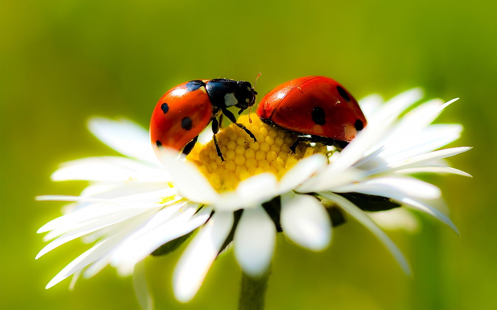 two lady bugs HD wallpaper