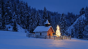 snow covered house near pine trees at nighttime, house, pine trees, Christmas Tree, lights