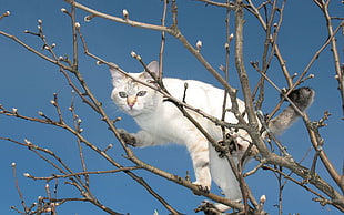 white fur cat on tree truck