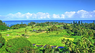 green green fields, tropical water, tropical forest, Hawaii, isle of Maui HD wallpaper