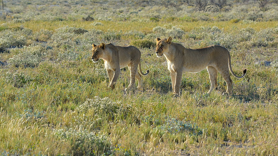 two beige lionesses, Namibia, lion, animals, landscape HD wallpaper