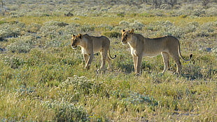 two beige lionesses, Namibia, lion, animals, landscape HD wallpaper
