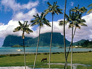 green palm trees, landscape