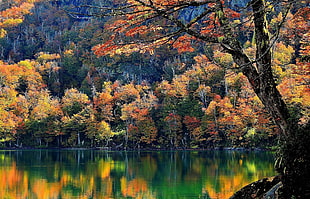 body of water near trees wallpaper, Chile, lake, trees, fall HD wallpaper