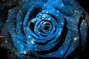 blue and white rose HD wallpaper