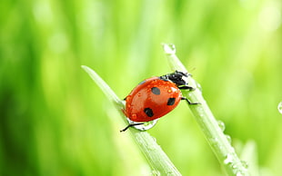 close-up photography of red ladybug on green leaf plant with water drops
