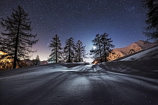 green pine trees illustration, winter, landscape, night, snow
