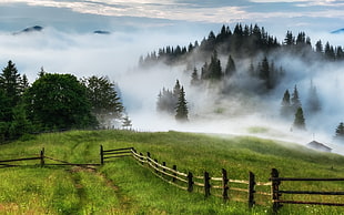 brown wooden fence, nature, landscape, mist, fence HD wallpaper