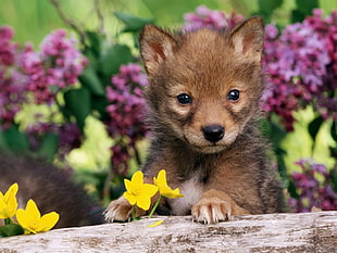 short-coated brown puppy on flower during daytime