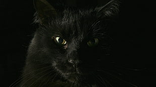 photography of black cat