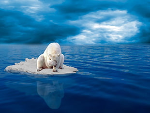 white polar bear, animals, beer, sea, digital art