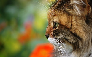 close-up cat photography HD wallpaper