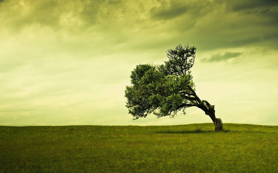 small green leaf tree, trees, field, nature, grass HD wallpaper