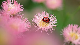 macro photography of red Ladybug on yellow and pink flower