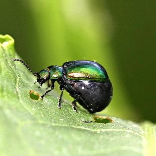 macro shot photography of black insect on leaf
