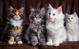 four long-furred assorted-color cats, animals, happy, cat HD wallpaper