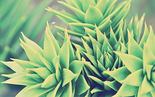 green succulent plant closeup photography