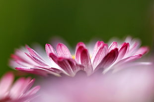 focus photography of pink petal flower, daisy