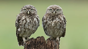 two gray-and-brown owls, owl, birds, tree stump