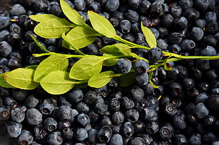 blueberries with green leaves