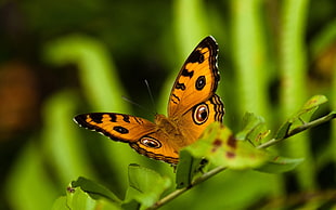 Common Buckeye Butterfly in closeup photo HD wallpaper
