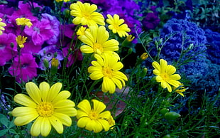 yellow Gerbera flowers at daytime