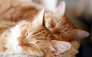 two orange tabby cat sleeping