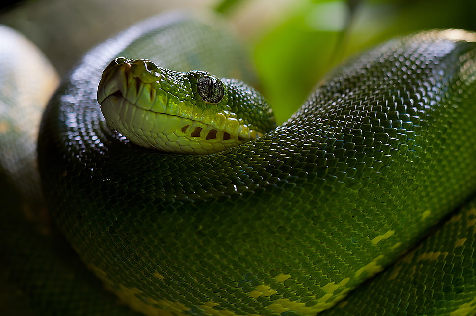 green viper snake HD wallpaper