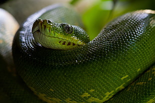 green viper snake