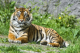 tiger lying on the groud HD wallpaper