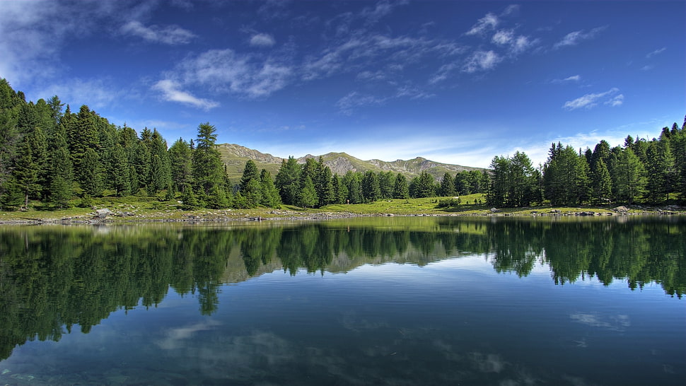 lagoon surrounded with tall trees under calm sky HD wallpaper