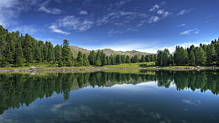 lagoon surrounded with tall trees under calm sky