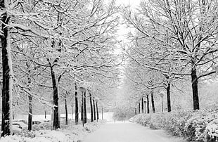 trees covered by snow, nature, snow, trees, winter