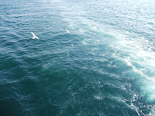 two white gulls, birds, flying, bubbles, sea