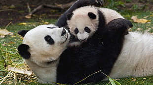 photography of Panda and cub HD wallpaper