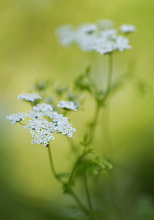 selective focus photography of cluster white petaled flowers