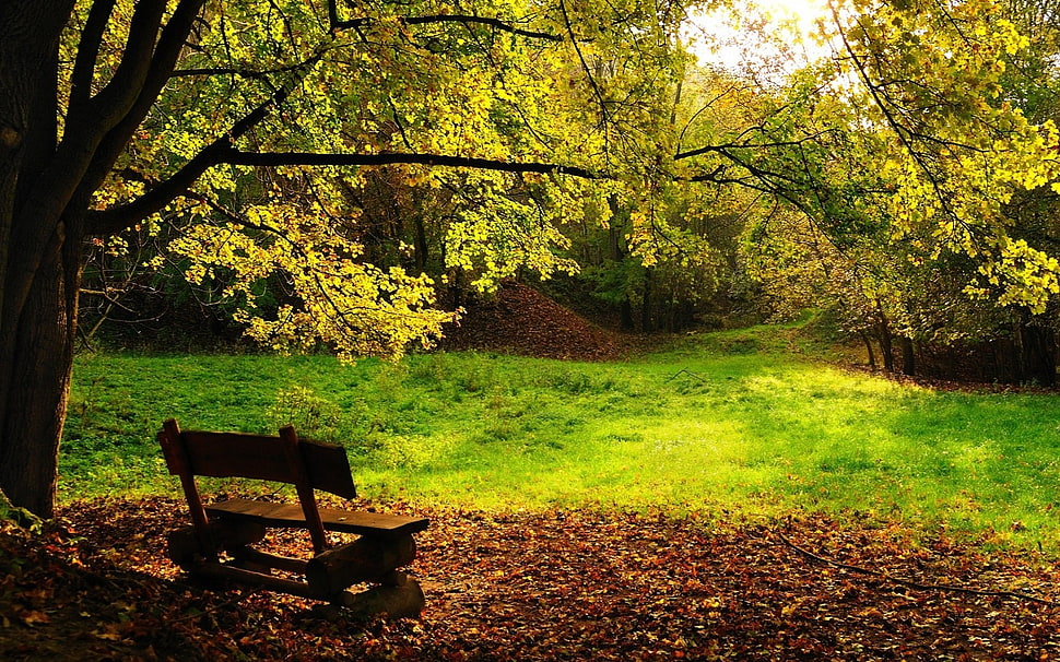 brown wooden bench, landscape, bench, trees HD wallpaper