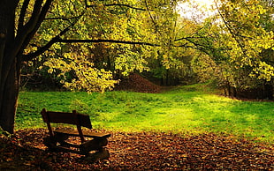 brown wooden bench, landscape, bench, trees