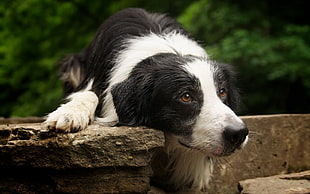 closeup photography of black and white Border Collie
