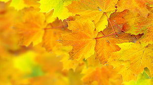 withered maple leaves HD wallpaper