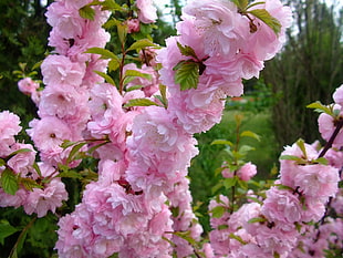 pink Cherry Blossoms