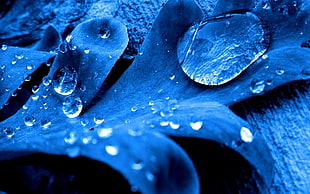 water dew on blue leaf in close-up photography