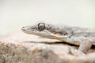 gray reptile, gecko, kaeng krachan national park